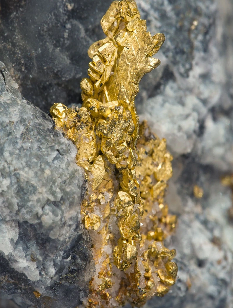 Premium Gold